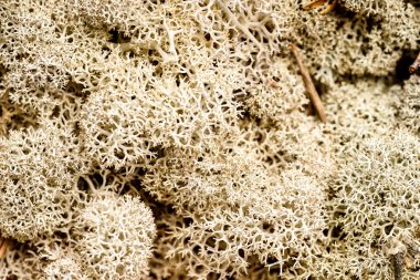 Beyaz Ren geyiği Moss