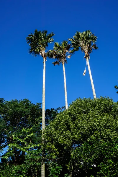 Grandes palmeras — Foto de Stock