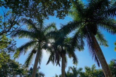 Harika palmiye ağaçları 