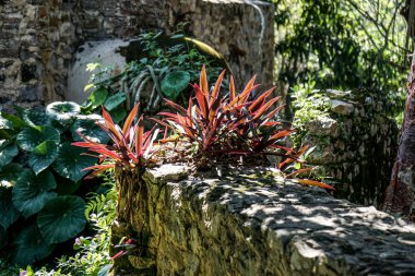 taş duvar ve bitkiler