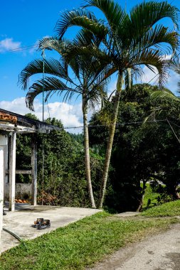 Harika palmiye ağaçları 