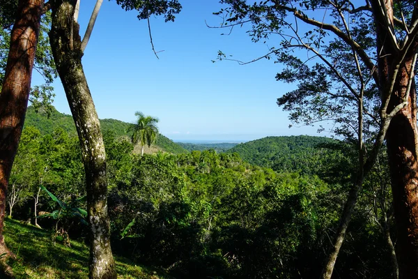 Forêt tropicale avec palmiers — Photo