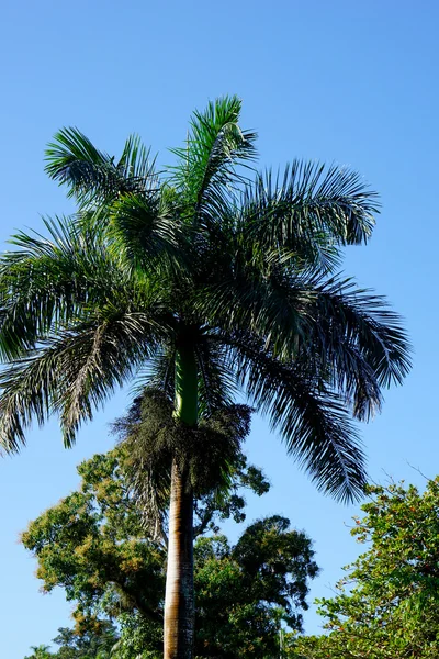 Grandes palmeras — Foto de Stock