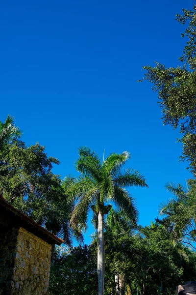 Grandes palmeras — Foto de Stock