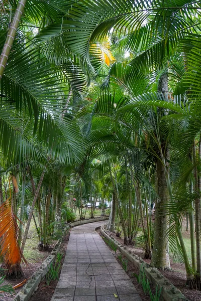 Path of Palm trees — Stock Photo, Image