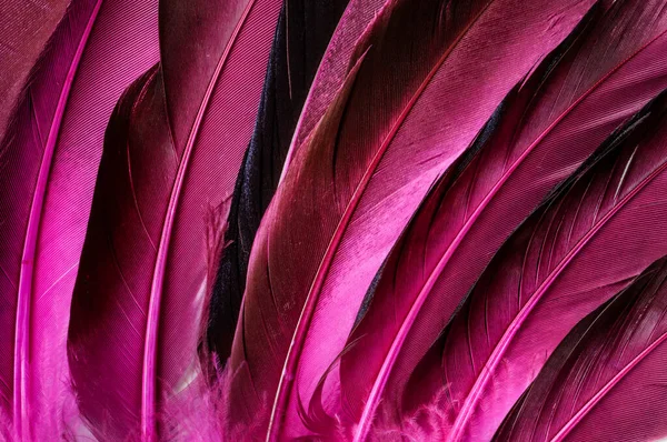 coloured bird feathers, close-up, feathers in red,Purple, macro,view from above