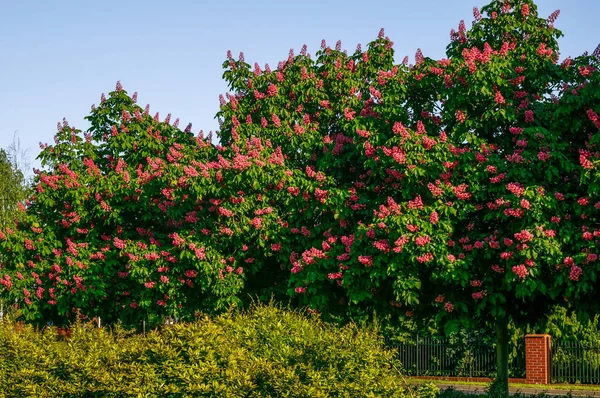 red chestnut tree, blooming chestnut trees with red, carmine flowers, flowering trees against a blue sky