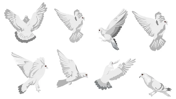 Aves en blanco — Vector de stock