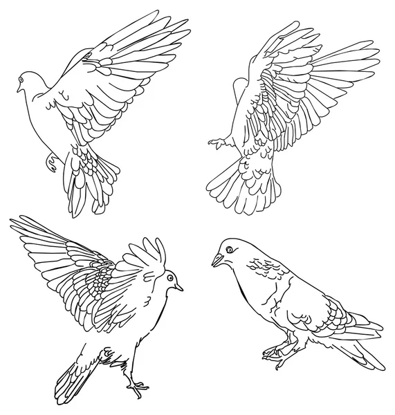 Obrázek Doves — Stockový vektor