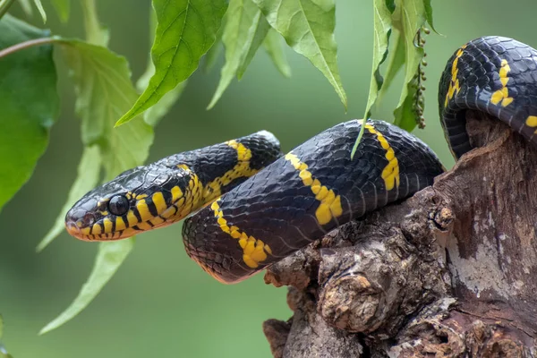 Boiga Snake Dendrophilia Obranném Režimu — Stock fotografie