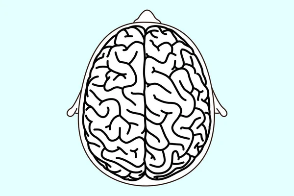 Brain Line Art Vector Illustration — Stock Vector