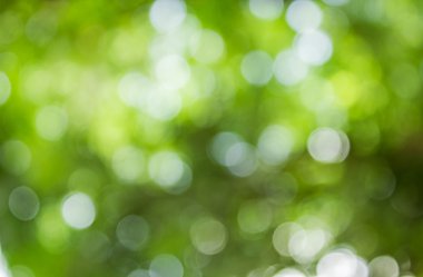 Doğal yeşil bulanık ve bokeh arka plan, arka.