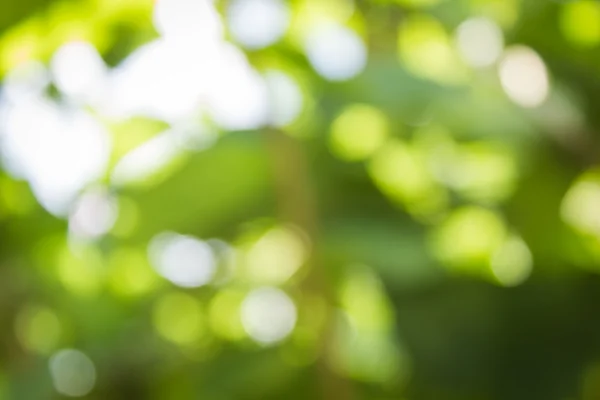 Fondo verde natural borroso y bokeh, fondos abstractos . — Foto de Stock