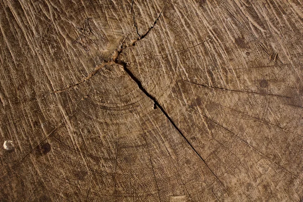 Bir ağaç gövdesi, arka plan doku Ahşap dokusu.