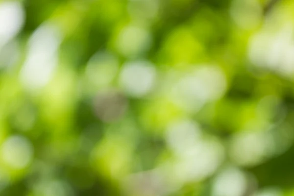 Doğal yeşil bulanık ve bokeh arka plan, arka.