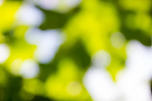 Doğal yeşil bulanık ve bokeh arka plan, arka.
