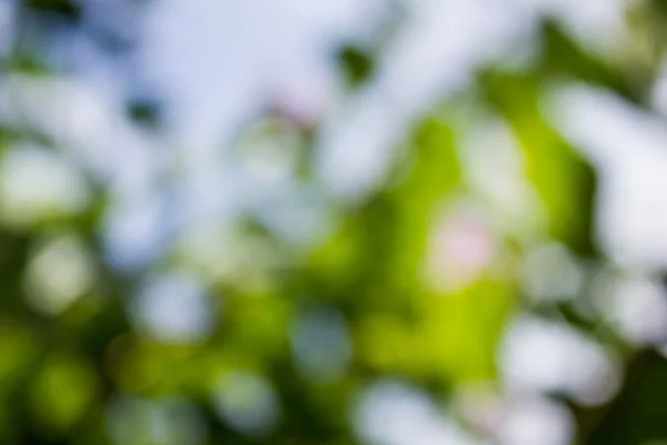 Doğal yeşil bulanık ve bokeh arka plan, arka.