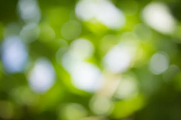 Fondo verde natural borroso y bokeh, fondos abstractos . — Foto de Stock