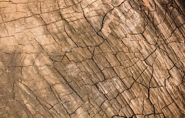 Bir ağaç gövdesi, arka plan doku Ahşap dokusu.