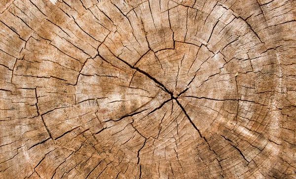 Textura de madeira de um tronco de árvore, Textura de fundo . Imagem De Stock