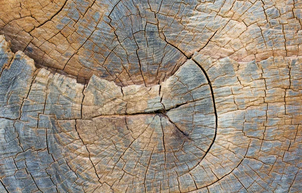 Bir ağaç gövdesi, arka plan doku Ahşap dokusu.