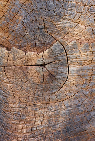 Bir ağaç gövdesi, arka plan doku Ahşap dokusu.