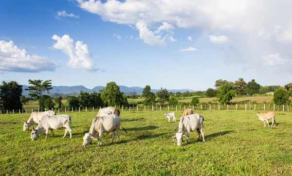 Vacas comendo grama Fotografias De Stock Royalty-Free