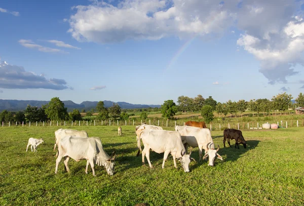 Vacas comendo grama Fotografia De Stock