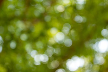 Doğal yeşil bulanık ve bokeh arka plan, arka.