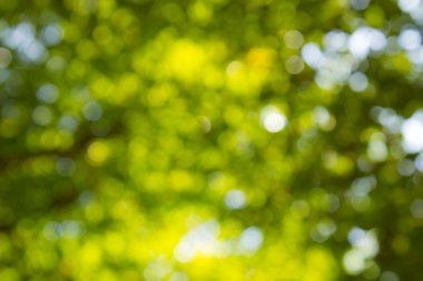 Doğal yeşil bulanık ve bokeh arka plan, arka.