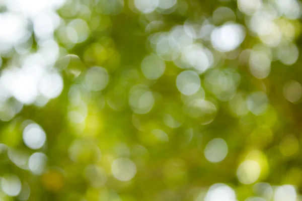 Doğal yeşil bulanık ve bokeh arka plan, arka.