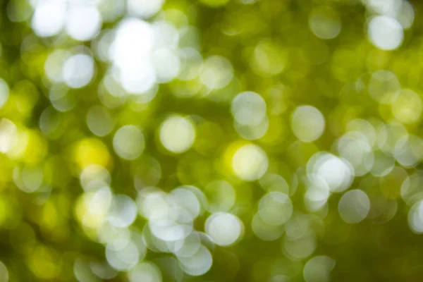 Doğal yeşil bulanık ve bokeh arka plan, arka.