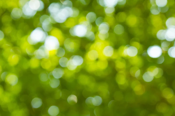 Doğal yeşil bulanık ve bokeh arka plan, arka.
