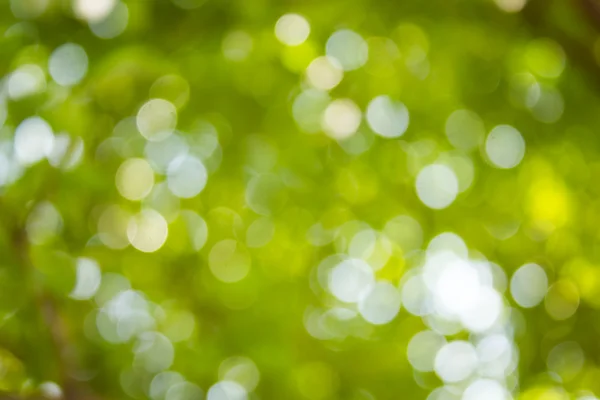 Doğal yeşil bulanık ve bokeh arka plan, arka.