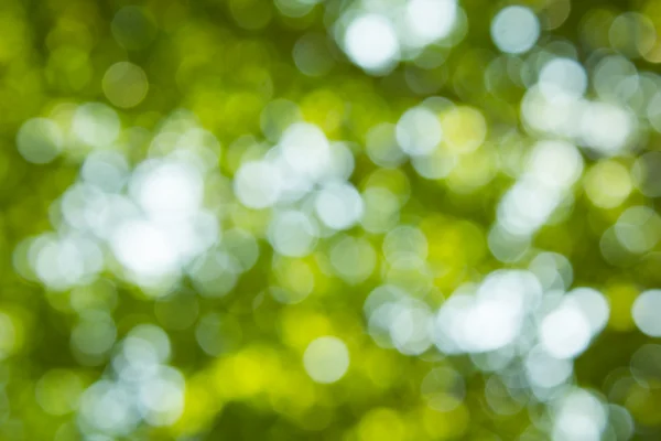 Doğal yeşil bulanık ve bokeh arka plan, arka.