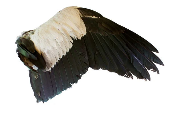 Beyaz arkaplanda kuş kanatları izole