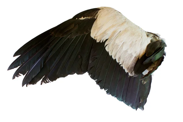 Skrzydła ptaków odizolowane na białym tle — Zdjęcie stockowe