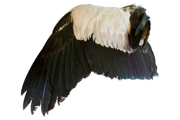 하얀 배경에 고립 된 새의 날개 — 스톡 사진