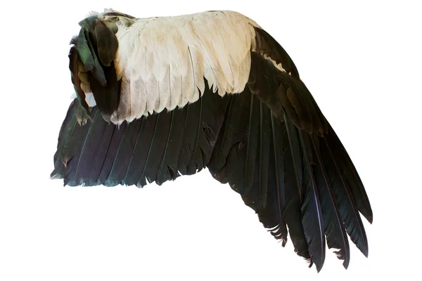 Beyaz arkaplanda kuş kanatları izole