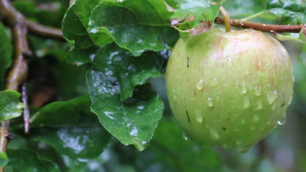Våt apple i regnet i ett träd — Stockvideo
