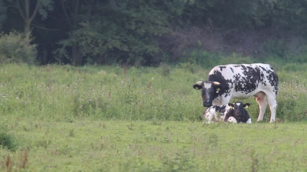 Μητέρα αγελάδα γλείψιμο μοσχάρι — Αρχείο Βίντεο