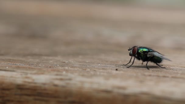 Common house fly takes off — Stock Video