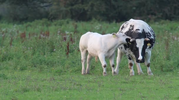 Calf licking mother cow — Stock Video