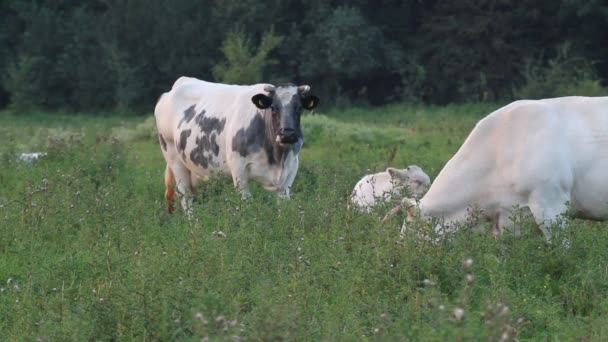 Idisslande och betande kor — Stockvideo