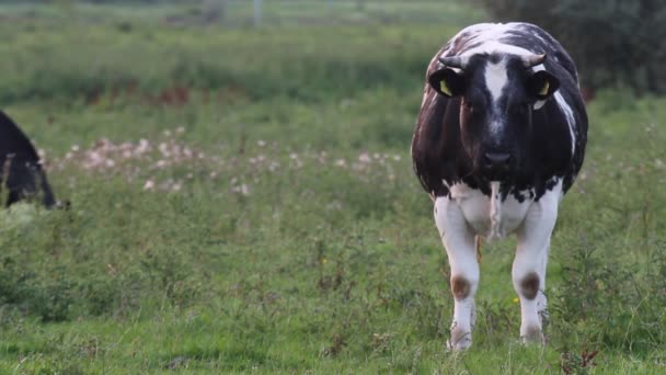 Podejrzane krowa — Wideo stockowe