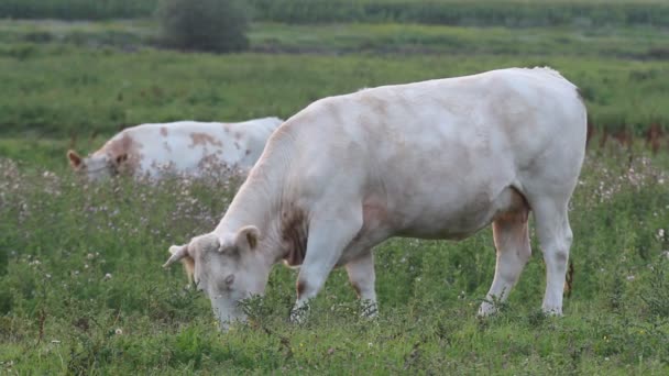 Vaca de pastoreo — Vídeos de Stock