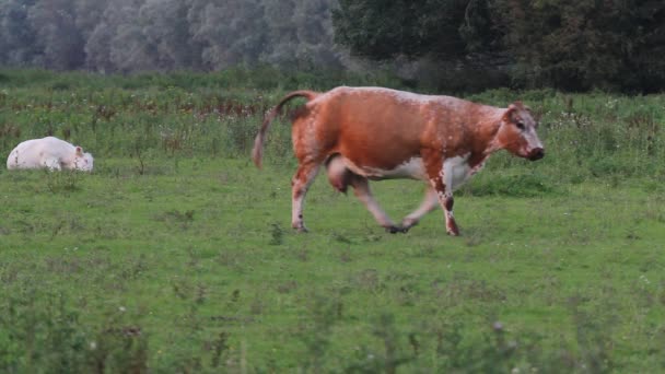 Rote Kuh und weißes Kalb — Stockvideo