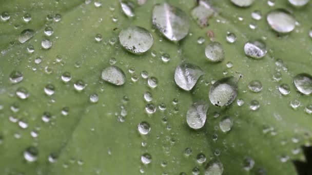 Gotas de chuva na folha — Vídeo de Stock