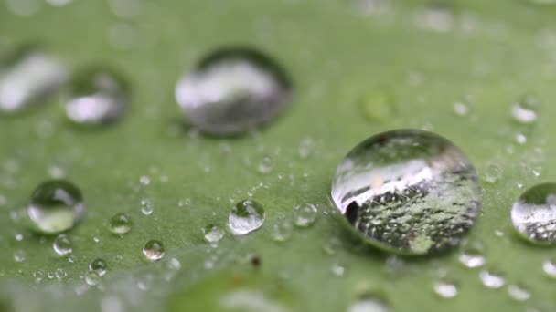 Велика крапля дощу падає з листя — стокове відео