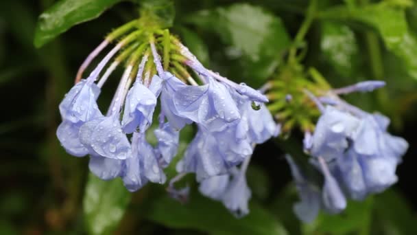 Mokry niebieski kwiaty w deszczu — Wideo stockowe